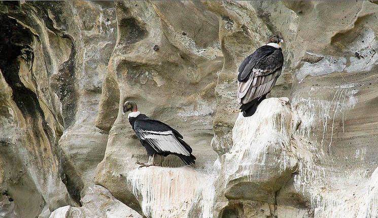 pumas, andean condors, chile, tierra del fuego, wildlife, photography, tours, safaris